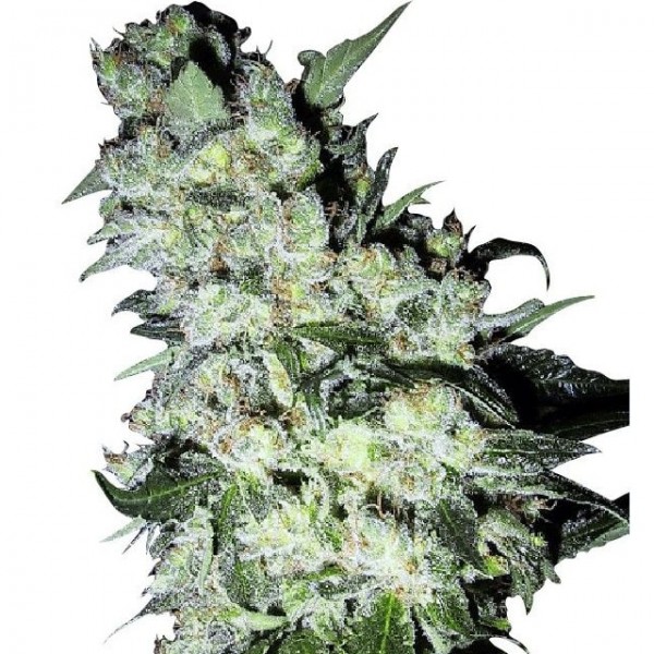 Семена конопли GanjaSeeds Chronic feminised