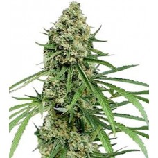 GanjaSeeds Critical+ feminised