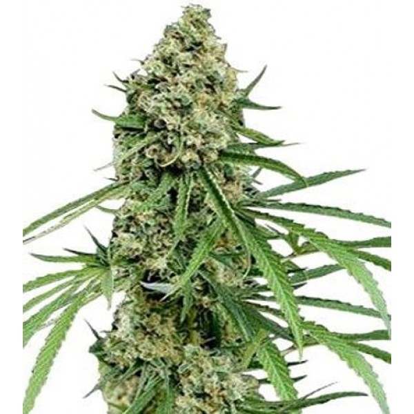 Семена конопли GanjaSeeds Critical+ feminised