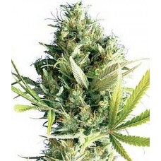 GanjaSeeds Early Durban feminised