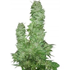 GanjaSeeds Early Skunk feminised