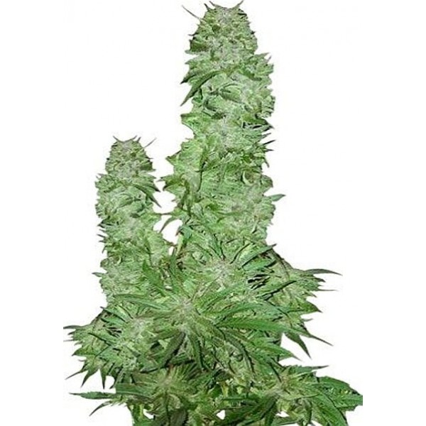 Насіння коноплі GanjaSeeds Early Skunk feminised