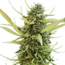 GanjaSeeds G13 Skunk feminised