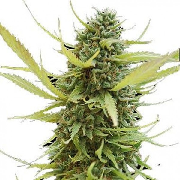 Насіння коноплі GanjaSeeds G13 Skunk feminised