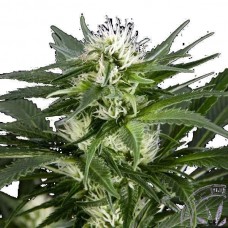 GanjaSeeds Great White Shark feminised