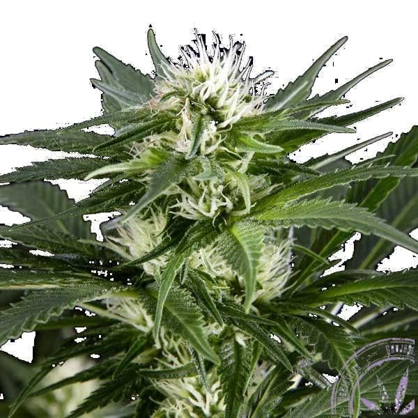 Насіння коноплі GanjaSeeds Great White Shark feminised