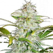 GanjaSeeds Hindu Kush feminised