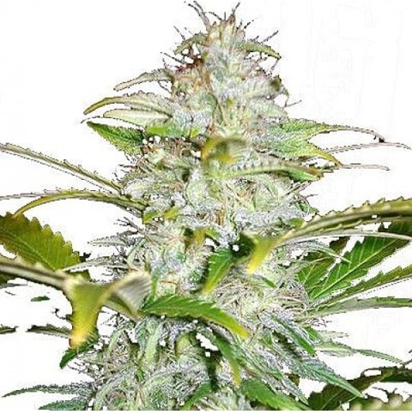 Насіння коноплі GanjaSeeds Hindu Kush feminised