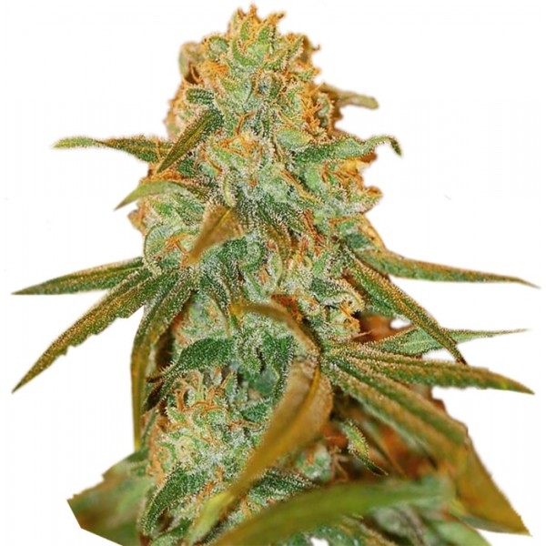 Насіння коноплі GanjaSeeds Lemon Skunk feminised