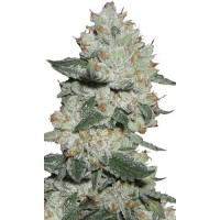GanjaSeeds OG Kush feminised