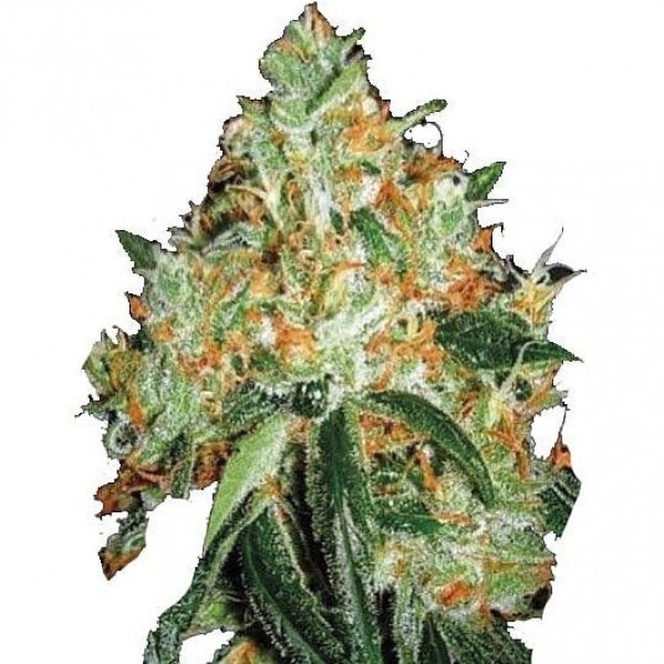 Насіння коноплі GanjaSeeds Orange Bud feminised