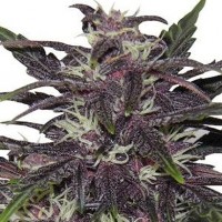 GanjaSeeds Purple Kush feminised