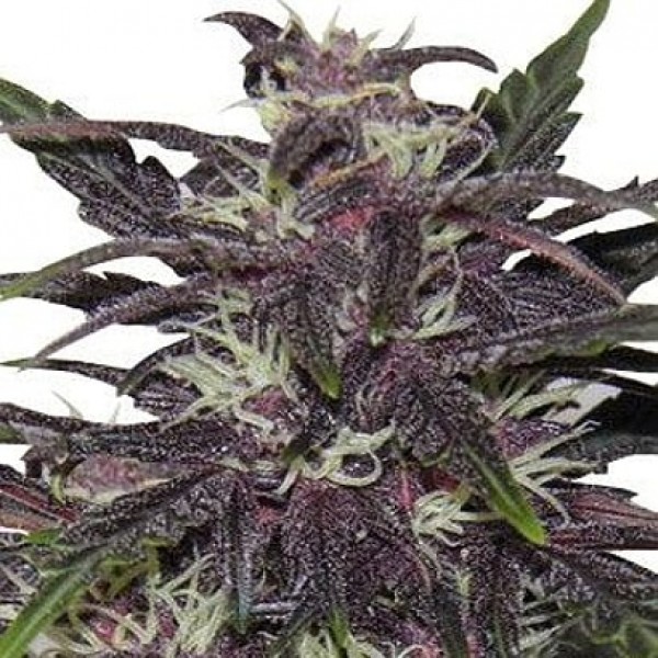 Семена конопли GanjaSeeds Purple Kush feminised