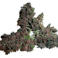 GanjaSeeds Purple Sunset feminised