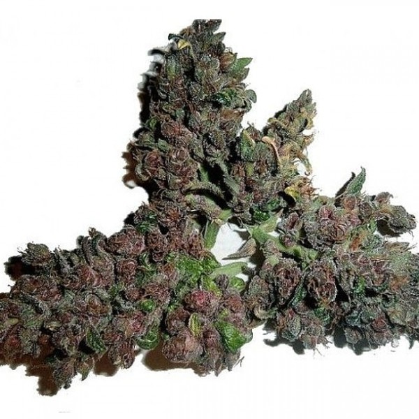 Насіння коноплі GanjaSeeds Purple Sunset feminised