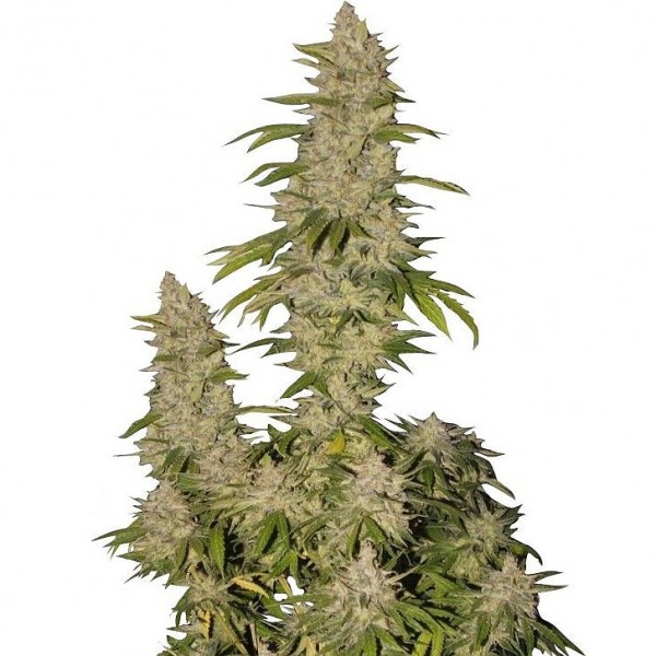 Насіння коноплі GanjaSeeds Super Skunk feminised