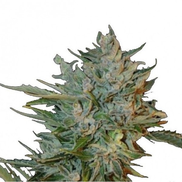 Насіння коноплі GanjaSeeds Sweet Tooth feminised