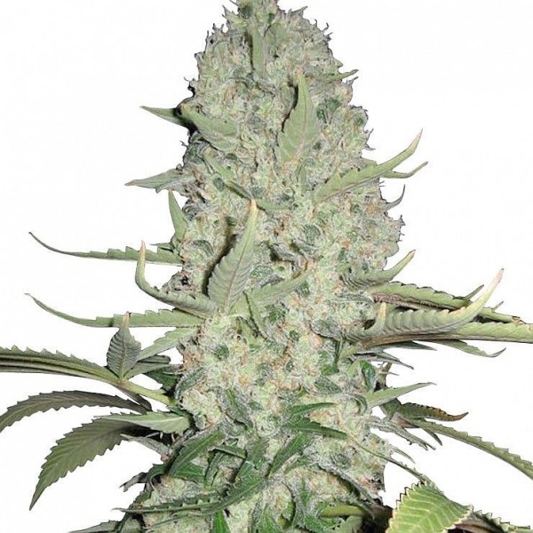 Насіння коноплі GanjaSeeds White Widow feminised