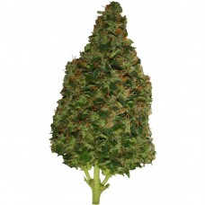 GanjaSeeds Euforia Regular