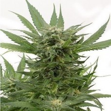 GanjaSeeds G13 Regular