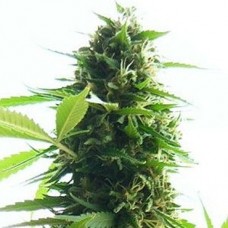 GanjaSeeds Jack Herer Regular