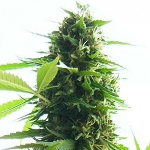 Насіння коноплі GanjaSeeds Jack Herer Regular