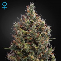 Green House Seed auto Big Bang feminised