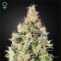 Green House Seed auto Exodus Cheese CBD feminised