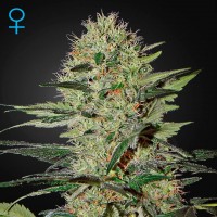 Green House Seed auto Exodus Cheese feminised