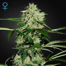 Green House Seed auto Northern Lights feminised