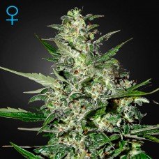 Green House Seed auto Super Critical feminised