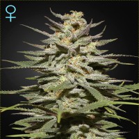 Green House Seed auto Super Lemon Haze CBD feminised