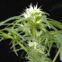 Семена конопли Green House Seed Arjan's Ultra Haze 1 Feminised