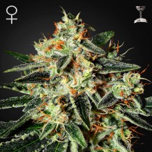 Green House Seed GH Cheese Feminised