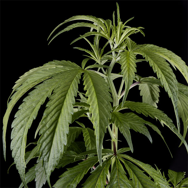 Семена конопли Green House Seed Arjan's Haze 1 feminised