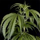 Семена конопли Green House Seed Arjan's Haze 1 feminised