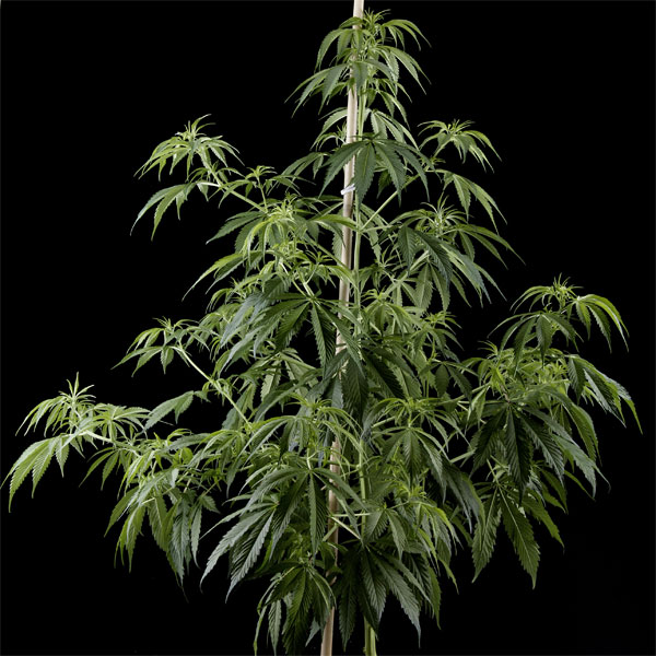 Семена конопли Green House Seed Arjan's Haze 1 feminised