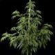 Семена конопли Green House Seed Arjan's Haze 1 feminised