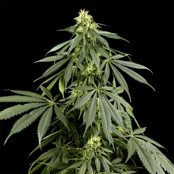 Семена конопли Green House Seed Arjan's Haze 1 feminised