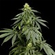 Семена конопли Green House Seed Arjan's Haze 1 feminised