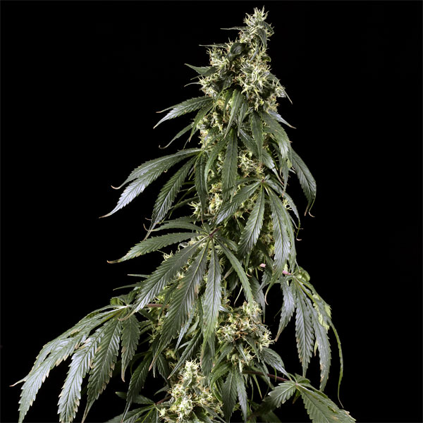 Семена конопли Green House Seed Arjan's Haze 1 feminised