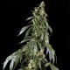 Семена конопли Green House Seed Arjan's Haze 1 feminised