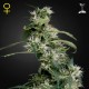 Семена конопли Green House Seed Arjan's Ultra Haze 2 feminised