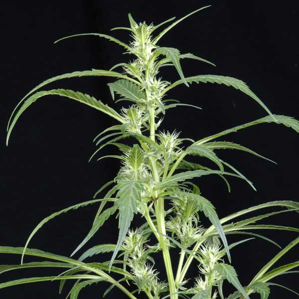 Семена конопли Green House Seed Arjan's Ultra Haze 2 feminised