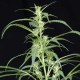 Семена конопли Green House Seed Arjan's Ultra Haze 2 feminised