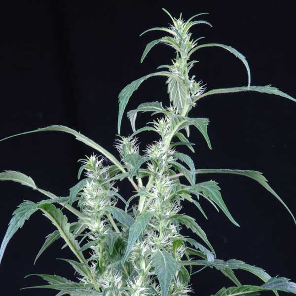 Семена конопли Green House Seed Arjan's Ultra Haze 2 feminised