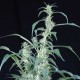 Семена конопли Green House Seed Arjan's Ultra Haze 2 feminised
