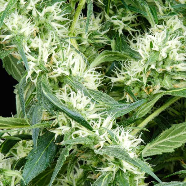 Семена конопли Green House Seed Arjan's Ultra Haze 2 feminised
