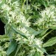 Семена конопли Green House Seed Arjan's Ultra Haze 2 feminised
