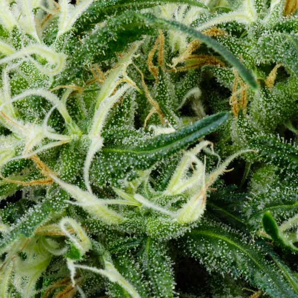 Семена конопли Green House Seed Arjan's Ultra Haze 2 feminised